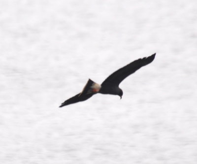 Snail Kite over La Coronela Reservoir
Caimito, Artemisa Province, Cuba