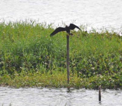 Snail Kite roosting on a post in La Coronela Reservoir
Caimito, Artemisa Province, Cuba
Friday, March 18, 2016