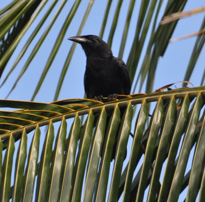 Cuban Crow
At the end of the day, we arrived at Playa Larga Hotel and found several birds on the grounds.
