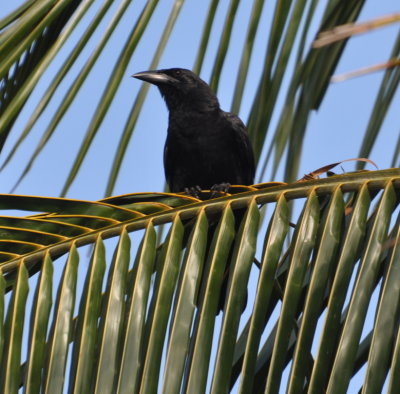 Cuban Crow
At the end of the day, we arrived at Playa Larga Hotel and found several birds on the grounds.