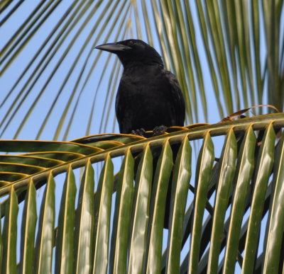 Cuban Crow
Playa Larga Hotel, Zapata Peninsula, Cuba
March 18, 2016