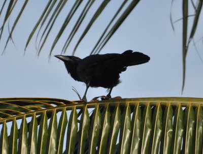 Cuban Crow