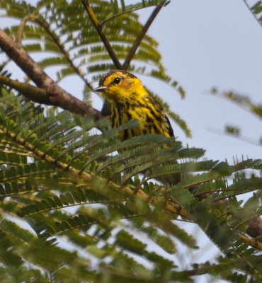 Cape May Warbler