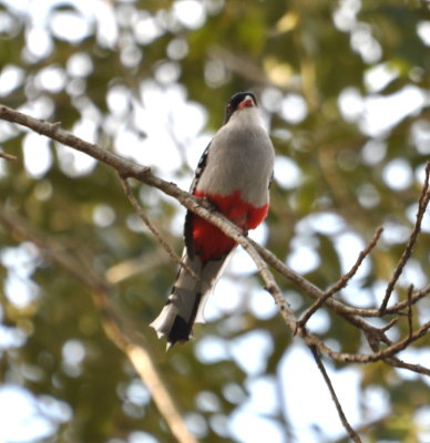 Cuban Trogon