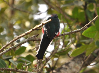 Cuban Trogon