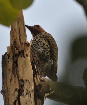 Northern Flicker
Playa Larga Hotel, Cuba