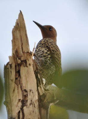 Northern Flicker