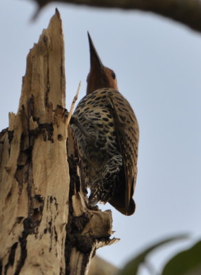 Northern Flicker