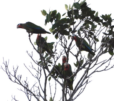 Cuban Parrots
Playa Larga Hotel, Cuba