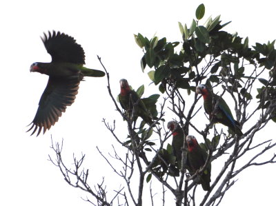 Cuban Parrots
They flew into the treetops above us near our bungalow at Playa Larga Hotel, Cuba.
March 18, 2016