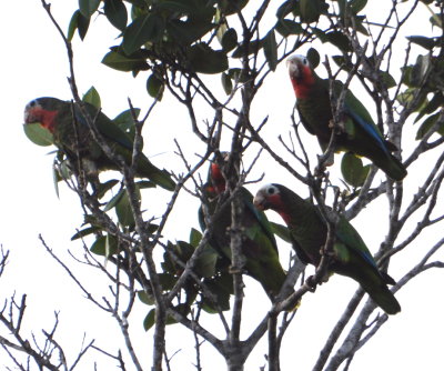 Cuban Parrots