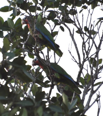 Cuban Parrots
