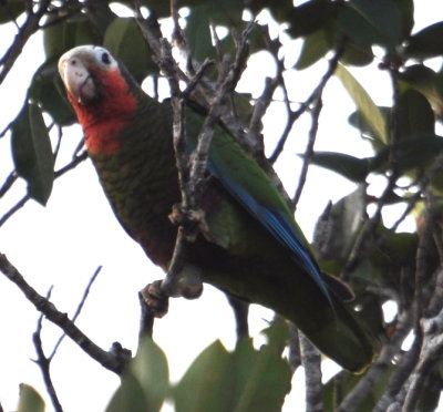 Cuban Parrot
Playa Larga Hotel, Cuba