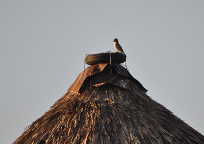 Loggerhead Kingbird
sitting on a tire on the top of this building
Zapata Swamp National Park, Cuba