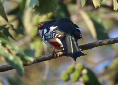 Cuban Trogon
notice the blue-green on the top of the bill