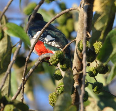 Cuban Trogon
notice the ruffle of feathers under the wing
Zapata Swamp National Park, Cuba