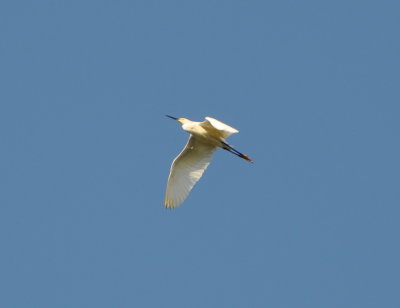 Snowy Egret flying overhead