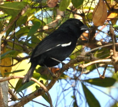 Cuban Bullfinch