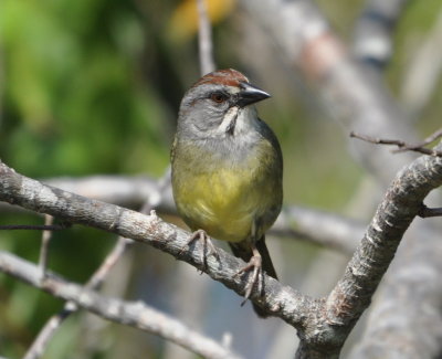 Zapata Sparrow
Zapata Swamp National Park, Cuba