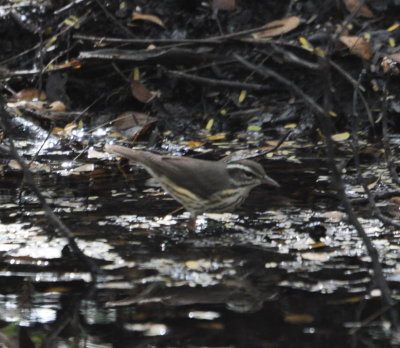 After we got out of the boats, we saw this Louisiana Waterthrush