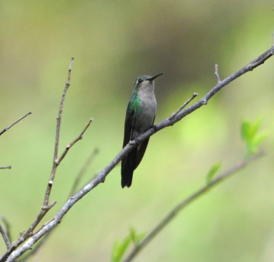 On the walk back to the bus, we saw this Cuban Emerald Hummingbird.