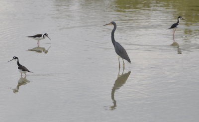 Black-necked Stilts and Tricolored Heron
