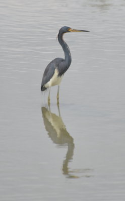 Tricolored Heron