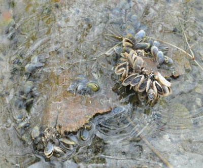 Shellfish
Salinas de Brito Sector
Zapata Swamp National Park, Cuba
March 19, 2016