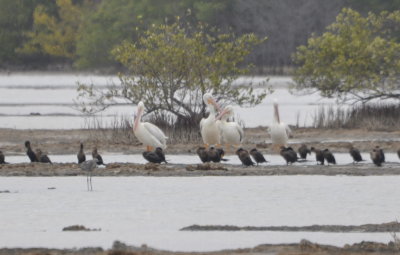 Cormorants and American White Pelicans
Las Salinas de Brito Sector, Zapata Swamp National Park, Cuba