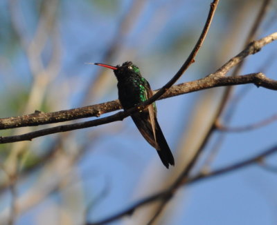 Male Cuban Emerald Hummingbird
near Soplillar, Cuba
Sunday morning, March 20, 2016