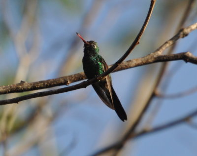 Cuban Emerald Hummingbird