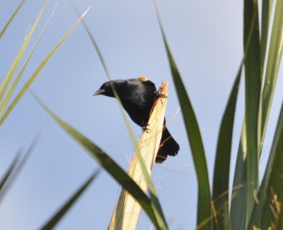 Red-shouldered Blackbird
Soplillar, Cuba