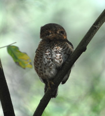 Those eyes in the back of the head of the Cuban Pygmy Owl