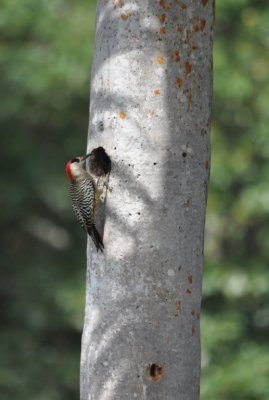West Indian Woodpecker at a hole above the one the owl was in.