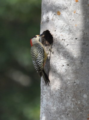 West Indian Woodpecker inspecting a nest cavity.