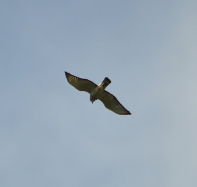 Broad-winged Hawk flying overhead at Soplillar, Cuba