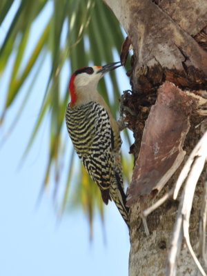 Another West Indian Woodpecker