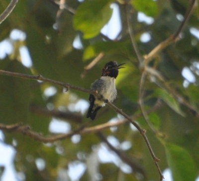Male Bee Hummingbird
the world's smallest bird
Soplillar, Cuba
