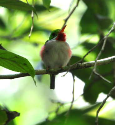 Cuban Tody