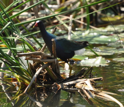 Purple Gallinule
in a pond across the highway from Boca de Guama Crocodile Farm
Matanzas Province, Cuba
