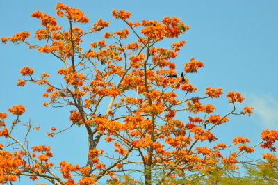 This Flame Tree was appealing to several species of birds.