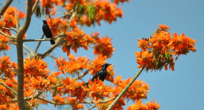 Cuban Blackbirds
in the Royal Poinciana (Flame) Tree 
on the grounds of Boca de Guama Crocodile Farm, Cuba