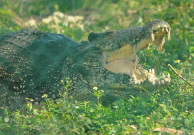 Cuban Crocodile
previously endangered, they're now grown for their meat