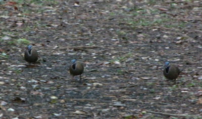 These three Blue-Headed Quail-Doves walked up near the blind where we were standing, but we dared not use a flash on our cameras for fear of scaring them away.