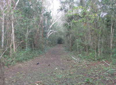 The Blue-headed Quail-Doves, as well as other birds, came up to us along this long, tree-covered lane.