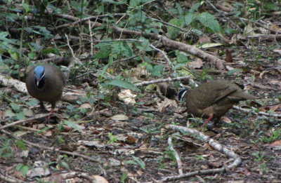 Blue-Headed Quail-Doves at Bermeja Wildlife Refuge