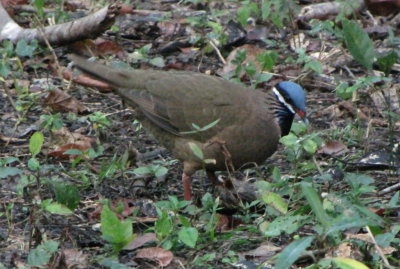 Blue-Headed Quail-Dove at Bermeja Wildlife Refuge