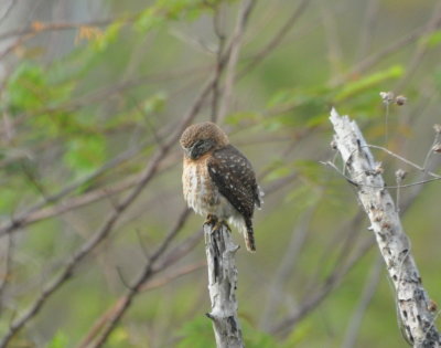 Back out on a nearby road, we found this sleepy Cuban Pygmy Owl.