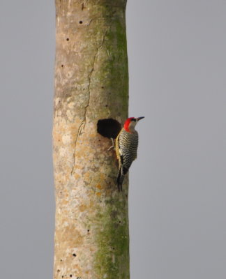 There were also several West Indian Woodpeckers about.