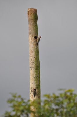 West Indian Woodpeckers at holes on a Royal Palm stump
Male above, female below
Near Bermejas, Cuba, March 21, 2016